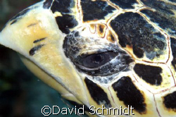 Wise old Turtle by David Schmidt 